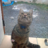 Photo de Tigrou