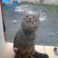 Photo de profil de Tigrou