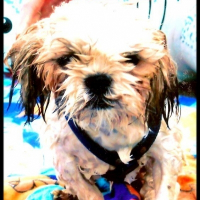 Photo de profil de Voxy