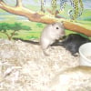 Photo de Saphira, Gerbille