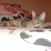 Photo de profil de Kazu