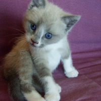 Photo de profil de Kira