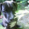 Photo de Baya, Dogue Argentin