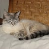 Photo de Mimine, Sacré de Birmanie