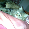 Photo de Simba