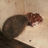 Photo de Croquette