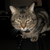 Photo de Cahouete