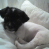 Photo de Rockye