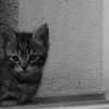 Photo de Babaou
