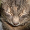 Photo de Dollie
