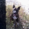 Photo de Toxine, Staffordshire Bull Terrier