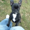 Photo de Doxy, Bouledogue Français