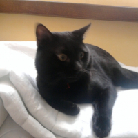 Photo de profil de Boogy