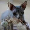 Photo de Dalloz, Sphynx