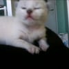 Photo de Symba, Siamois