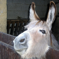 Photo de profil de Chopin