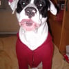 Photo de Bayron, Dogue Argentin