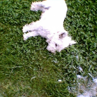 Photo de profil de Bart