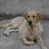 Photo de Polkan