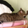 Photo de Minette