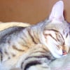 Photo de Elfy