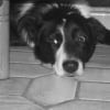 Photo de Smoky