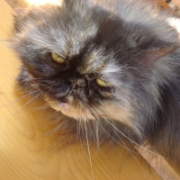 Photo de profil de Lola