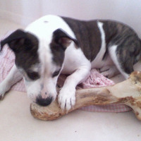 Photo de profil de Bouba