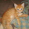 Photo de Diesel