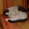 Photo de Chipie