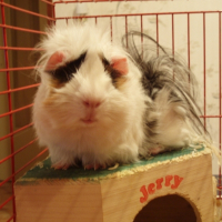 Photo de profil de Nachos