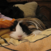 Photo de Grignotte