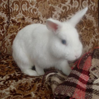 Photo de profil de Ange
