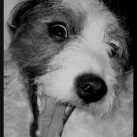Photo de profil de Banjo