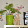 Photo de Kiwi