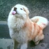 Photo de Balou