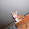 Photo de Caramel