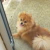 Photo de Nala