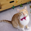 Photo de Tigrou