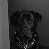 Photo de profil de Shiloh