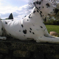 Photo de profil de Xena