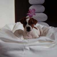 Photo de profil de Boogie