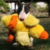 Photo de Nola, Bull Terrier