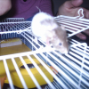 Photo de Ratatouille, Souris