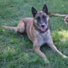 Photo de Vadim, Berger Belge Malinois