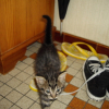 Photo de Tigrou