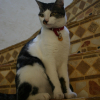 Photo de Nero