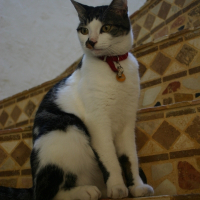 Photo de profil de Nero