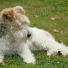 Photo de Utoo, Fox Terrier