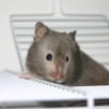 Photo de Piwi